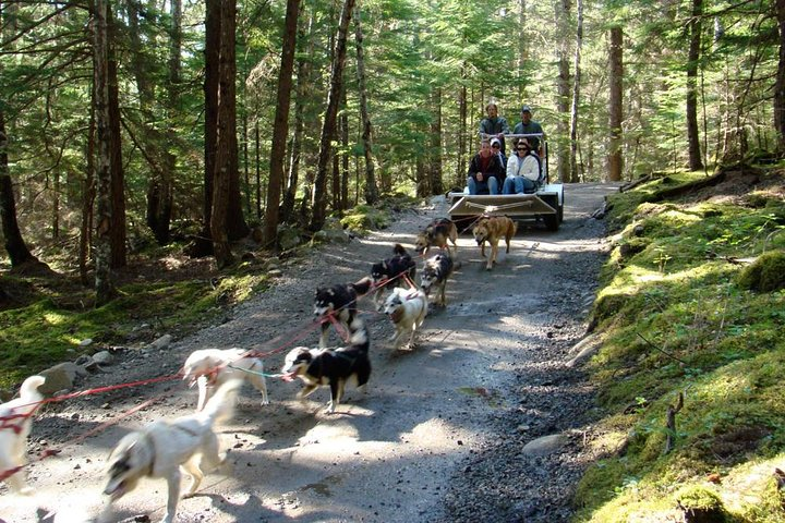 Sled Dog Discovery in Skagway - Photo 1 of 17